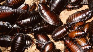 Blatte in casa dove si nascondono