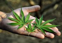 Cannabis legale e CBD, i nuovi benefici scoperti dalla scienza
