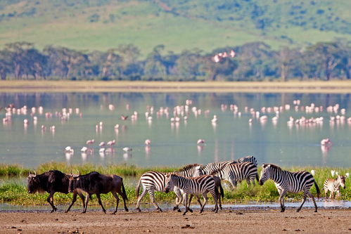Come organizzare un safari in Tanzania: quali sono i documenti necessari per poter partire in Tanzania, vi sono degli obblighi in merito ai vaccini?