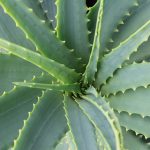 Scopri dove acquistare l'Aloe Arborescens di Padre Zago Un'opportunità impareggiabile!