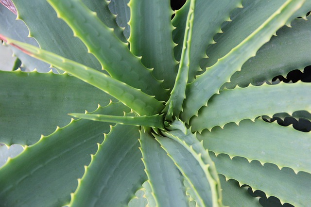 Scopri dove acquistare l’Aloe Arborescens di Padre Zago: Un’opportunità impareggiabile!